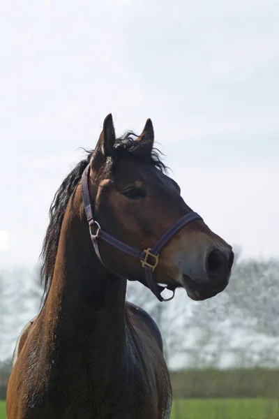 Cavalo Animal Fauna Natureza — Fotografia de Stock