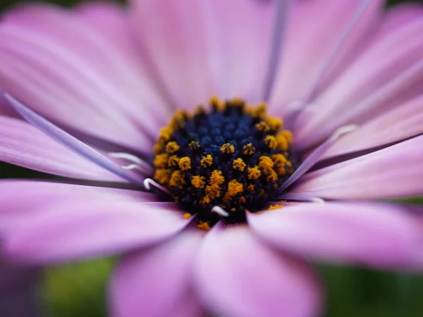 Красиві Квіти Квіткова Концепція Фон Природи — стокове фото