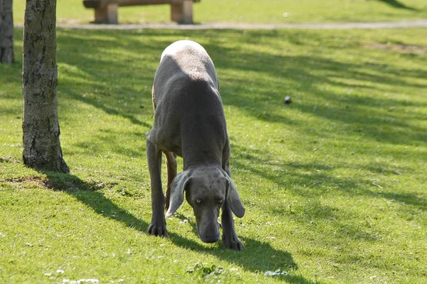 Weimaraner Giro Fiutare — Foto Stock