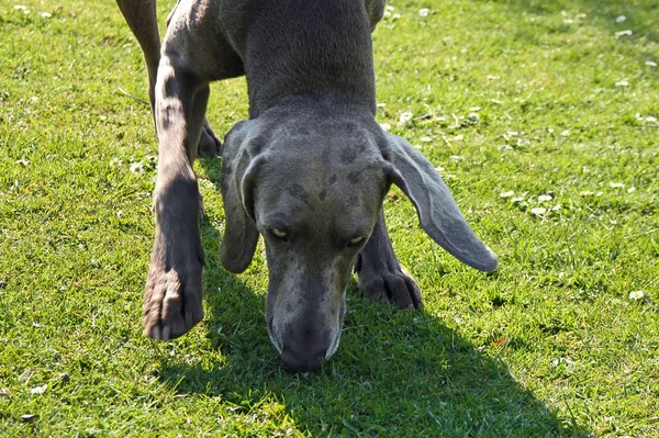 Ritratto Cane Carino — Foto Stock