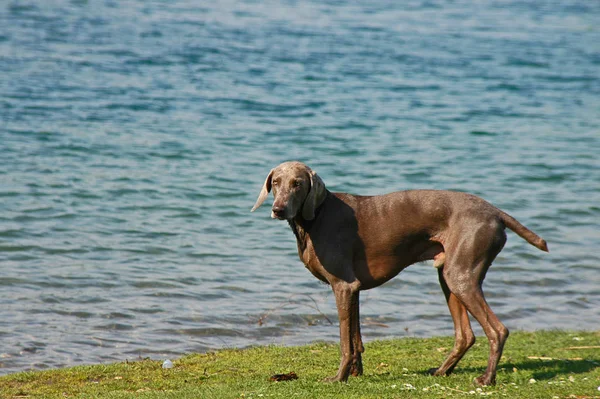 Portré Egy Aranyos Kutya — Stock Fotó