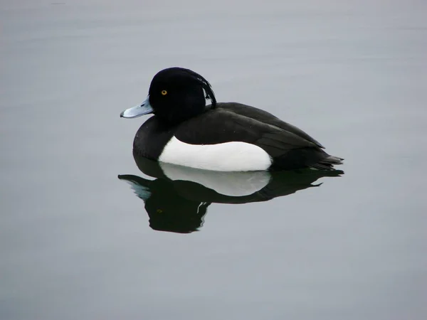 Pittoreska Fågel Tema Skott — Stockfoto