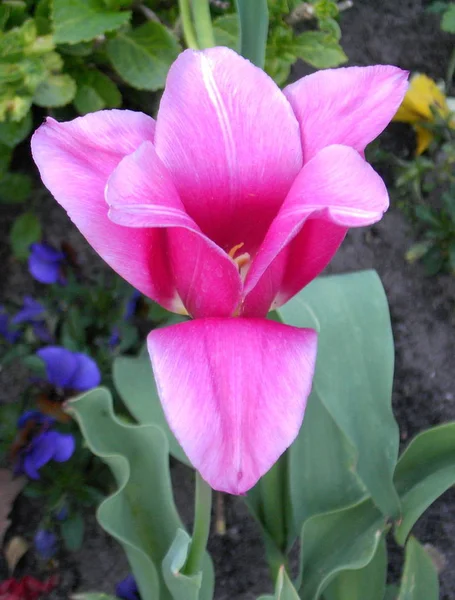 Hermosa Vista Las Flores Tulipán Naturales — Foto de Stock