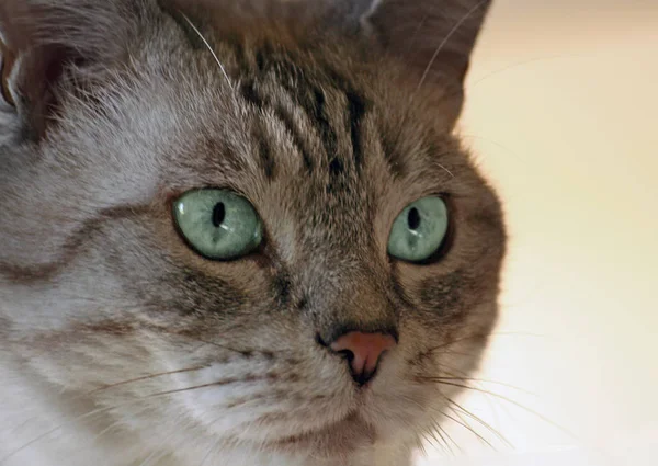 Retrato Gato Bonito — Fotografia de Stock