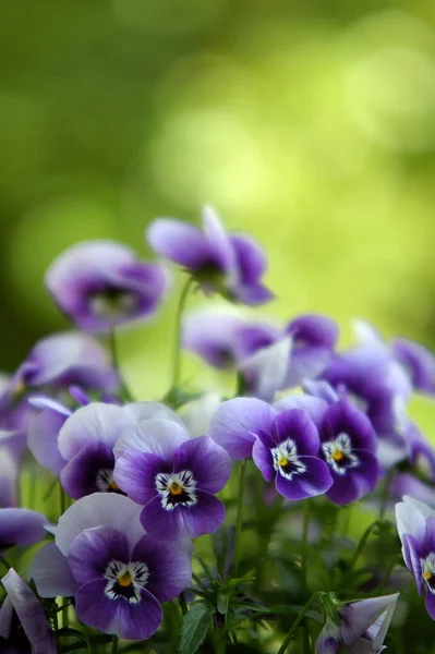 美しい花 花のコンセプトの背景 — ストック写真