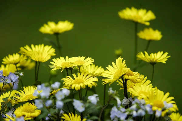 Belles Fleurs Jaunes Dans Jardin — Photo