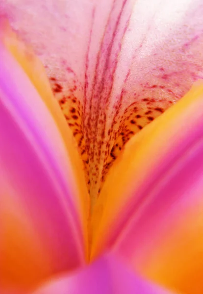 Vista Panorámica Hermosa Flor Del Iris — Foto de Stock