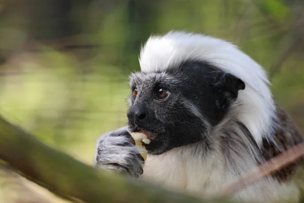 Primer Plano Los Animales Zoológico — Foto de Stock