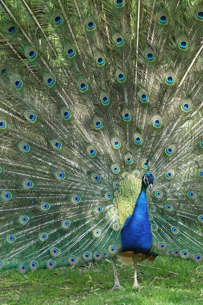 Paví Pták Peří Fauna — Stock fotografie