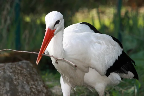 Aussichtsreicher Blick Auf Den Schönen Storchvogel Der Natur — Stockfoto