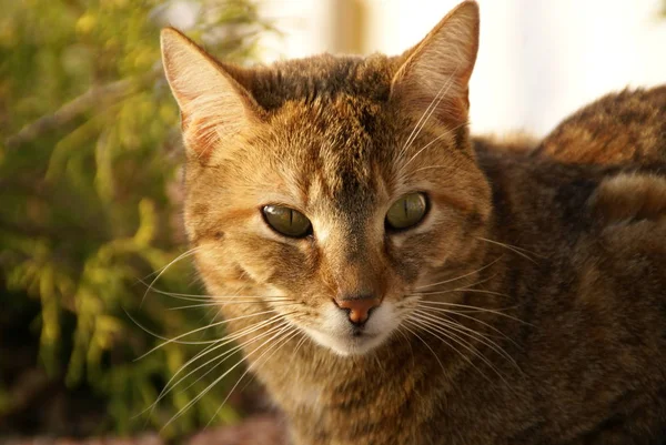 Retrato Lindo Gato —  Fotos de Stock