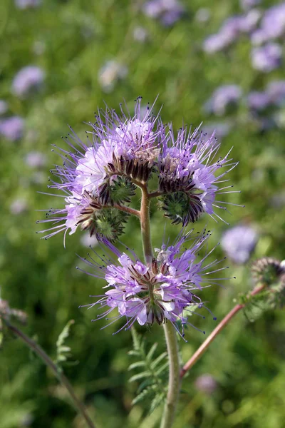 Schöne Blühende Blumen Natur Hintergrund — Stockfoto