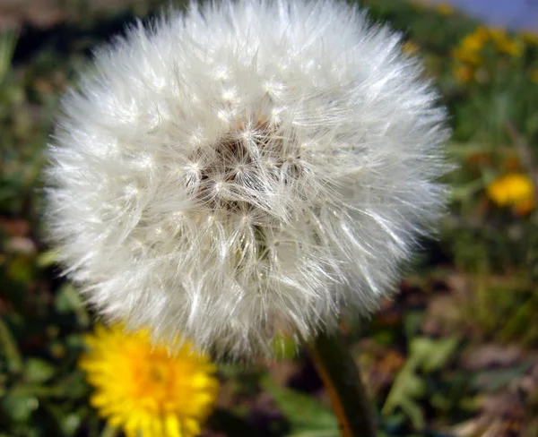 Nahaufnahme Von Natürlichen Löwenzahn Blume — Stockfoto