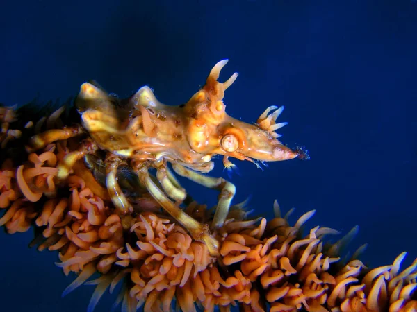 Цей Маленький Кораловий Краб Розміром Знаю Лише Близько Коралу Батога — стокове фото