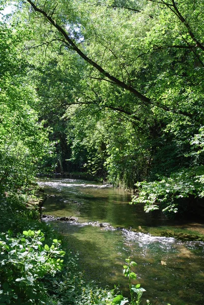 Schöne Landschaft Des Waldes — Stockfoto