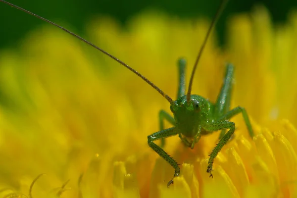 Sprinkhaneninsect Ongewervelde Bidwants — Stockfoto