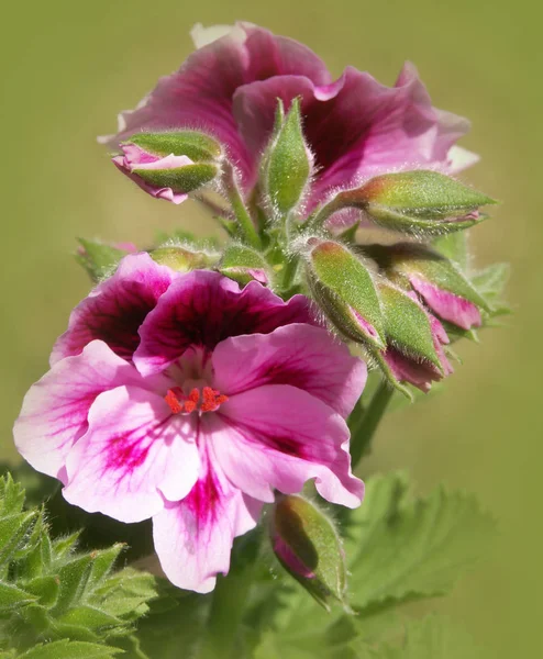 Roze Bloemen Tuin — Stockfoto