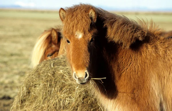 Koňská Zvěř Přírodní Fauna — Stock fotografie