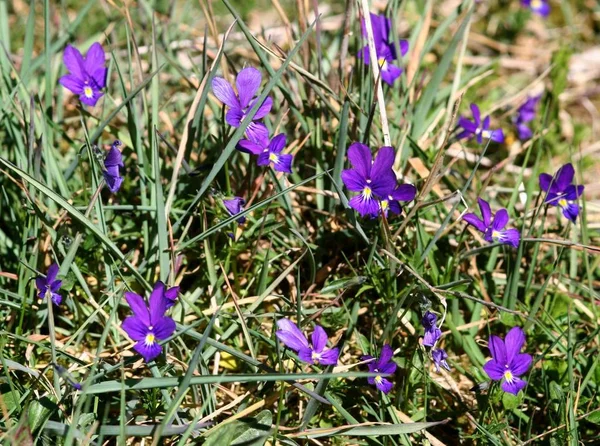 Роде Фиалок Viola Два Каламиновых Фиалки Желтый Каламиновый Фиалка Viola — стоковое фото