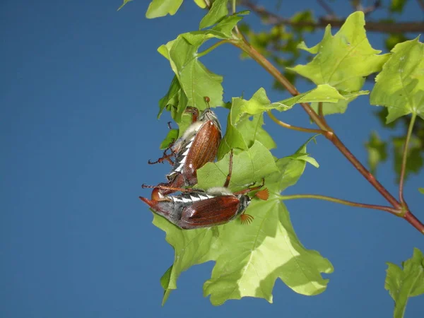 Djurbild Utomhus Bild — Stockfoto