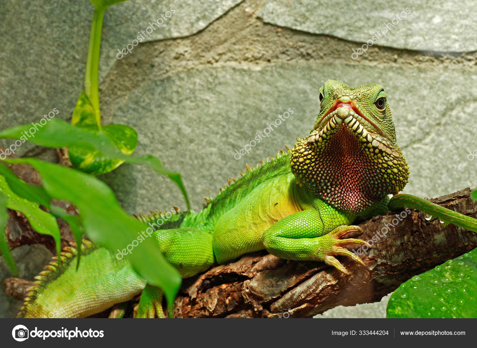 Distribution Area Southeast Asia Species Southern China Appears Vietnam