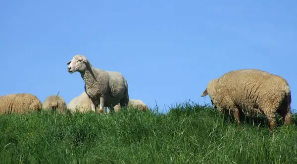 Rebanho Ovelhas Animais Criação — Fotografia de Stock