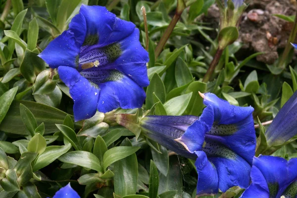 Vacker Botanisk Skott Naturliga Tapeter — Stockfoto