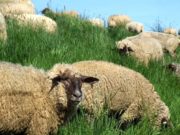 Landschaftlicher Blick Auf Die Landwirtschaft Selektiver Fokus — Stockfoto