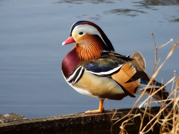 Grenaille Observation Canard Dans Nature Sauvage — Photo