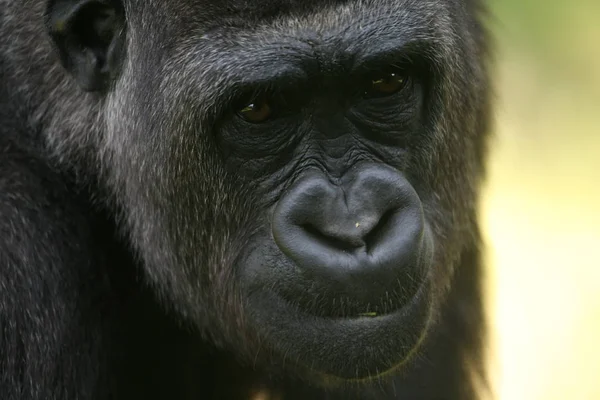 Gorilla Állat Majom Állatvilág — Stock Fotó