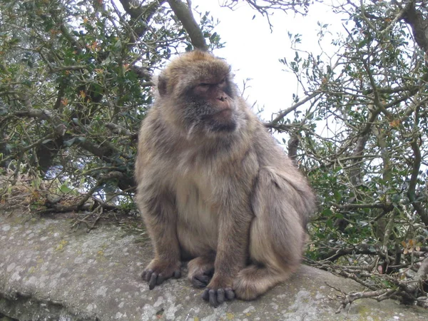 Macaco Selva — Fotografia de Stock