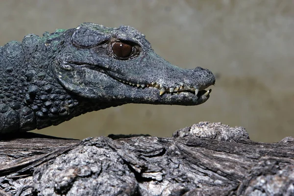 Krokodil Farliga Reptil Djur — Stockfoto