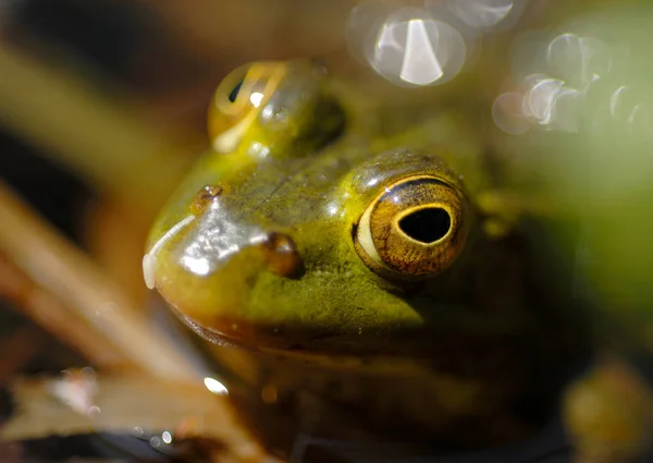 Nahaufnahme Eines Frosches Einem Teich — Stockfoto