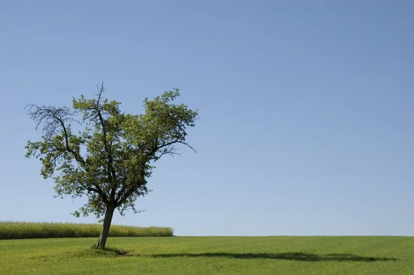 Beautiful View Rural Area — Stock Photo, Image