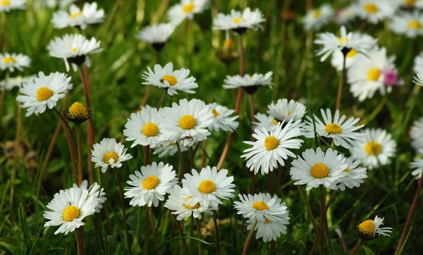 Einfach Auf Dem Gras Liegen Und Den Blumen Beim Wachsen — Stockfoto