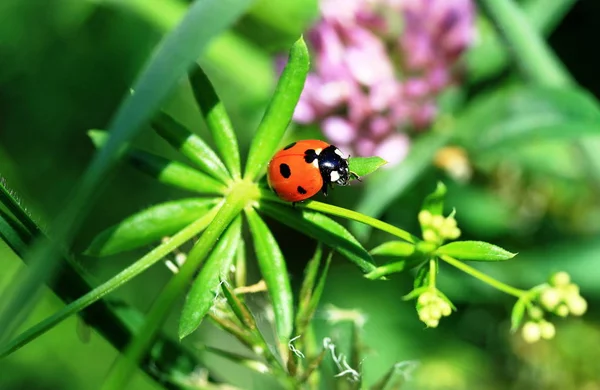 Close Van Een Insect Wilde Natuur — Stockfoto