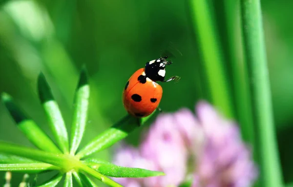 Close Van Een Insect Wilde Natuur — Stockfoto