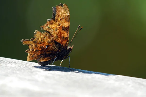 Nahaufnahme Von Exotisch Schönen Wanken — Stockfoto