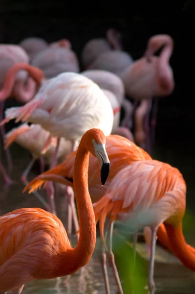 Flamingolar Doğal Kuş Arkaplanı — Stok fotoğraf