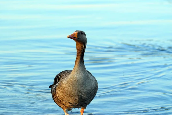 Uccello Nuotatore Concetto Natura Selvaggia — Foto Stock
