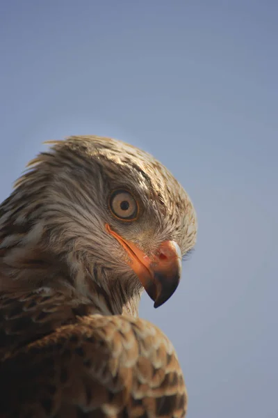 Scenic View Beautiful Bird Nature — Stock Photo, Image