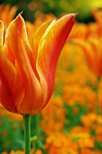Kwitnące Tulipany Wiosenna Flora — Zdjęcie stockowe