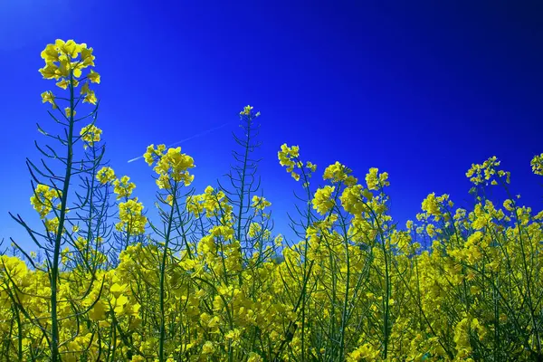 Сельская Местность Сельскохозяйственное Поле Рапса Желтая Флора — стоковое фото
