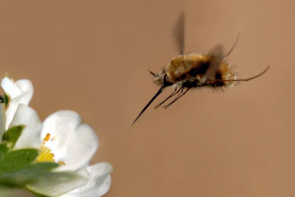 Ein Wollschweber Nähert Sich Einer Erdbeerblüte Haben Das Insekt Teilweise — Stockfoto