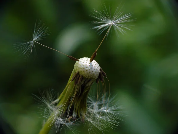Närbild Bild Naturliga Maskros Blomma — Stockfoto