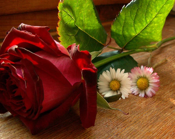 Vista Panorâmica Belas Flores Margaridas — Fotografia de Stock