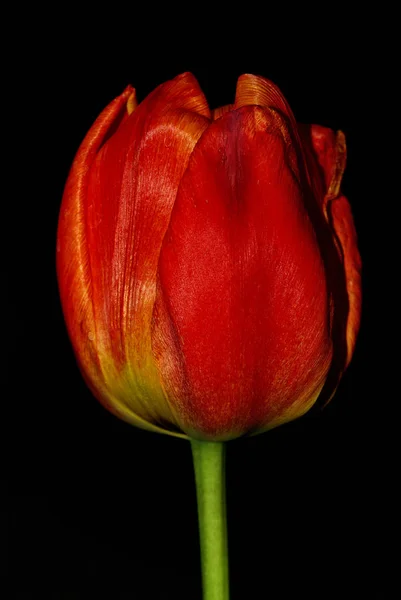 Лепестки Цветов Тюльпанов Весенняя Флора — стоковое фото