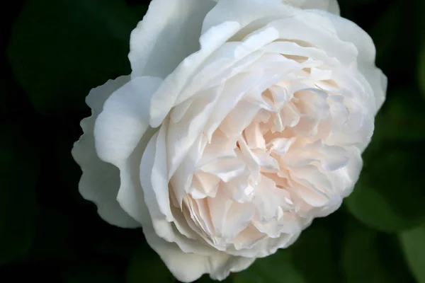 Anglické Okvětní Lístky Růží Zahradní Rostliny — Stock fotografie