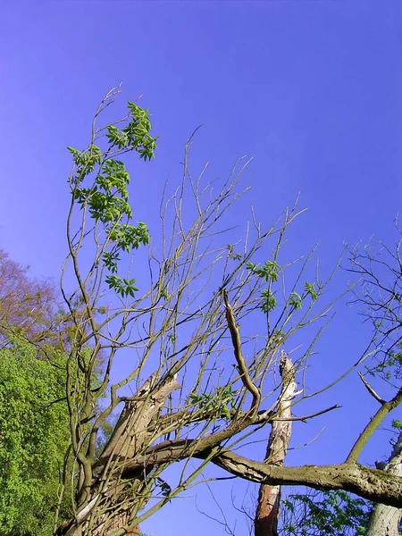 Schöne Botanische Aufnahme Natürliche Tapete — Stockfoto