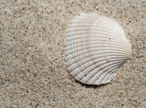 Muschel Sand — Stockfoto